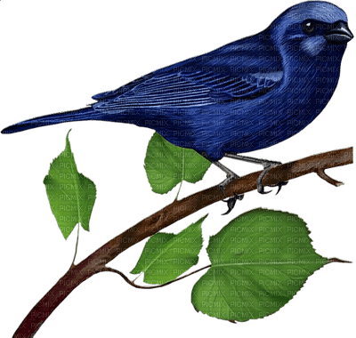 Kaz_Creations Birds Bird - δωρεάν png