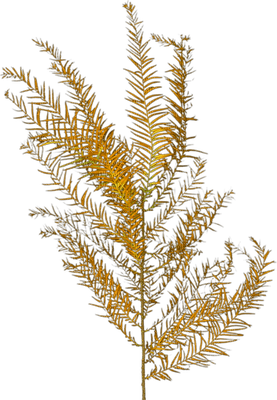 plants anastasia - nemokama png