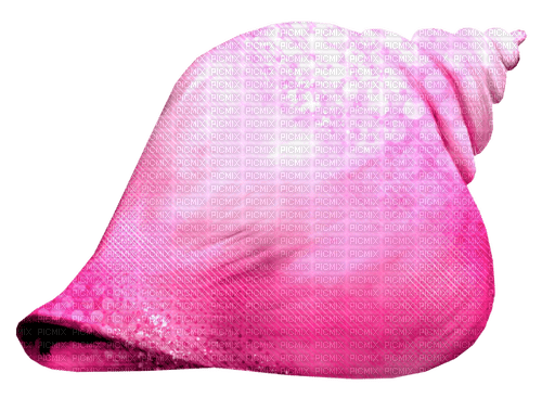 Seashell.Pink - zdarma png