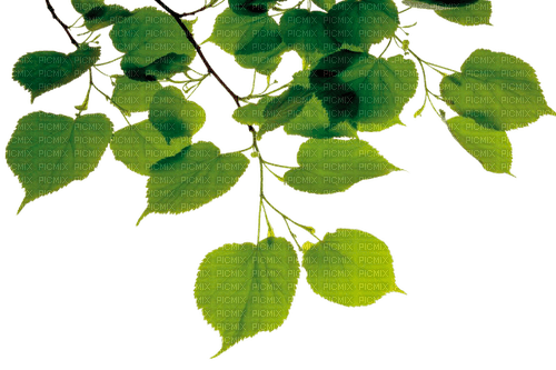 Green Branch - nemokama png