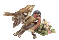 birds-Nitsa P - Bezmaksas animēts GIF