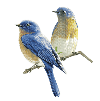 птички на ветке - darmowe png