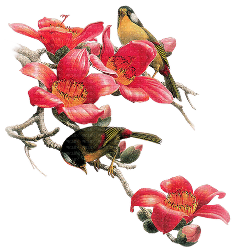 Birds.Flowers.Branch.Spring.Victoriabea - ingyenes png