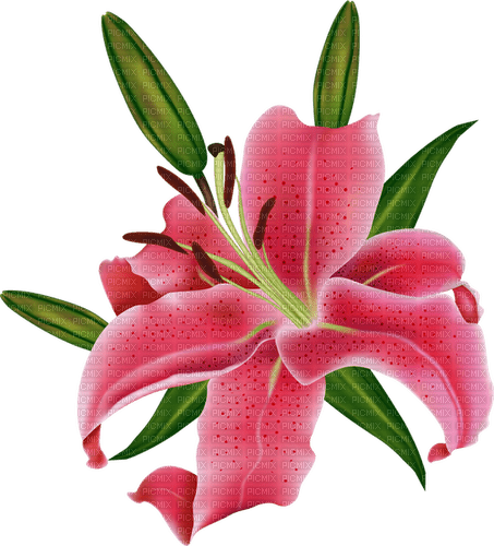 lilies by nataliplus - png gratis