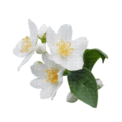 Flowers white bp - darmowe png