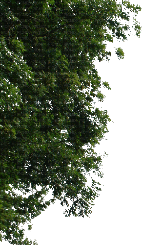 Baum - Gratis geanimeerde GIF