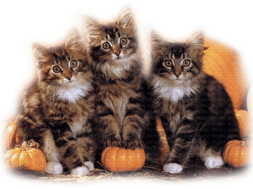 Kittens.Autumn.Brown.Black.White - KittyKatLuv65 - бесплатно png