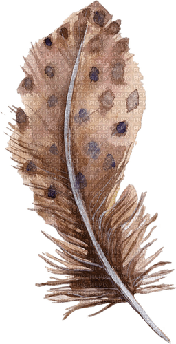 brown feather Bb2 - zadarmo png