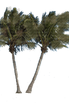 palmier - zdarma png