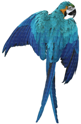 Parrot birds bp - kostenlos png