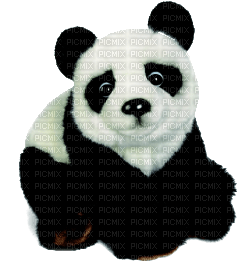 Kaz_Creations Panda Pandas - 無料png