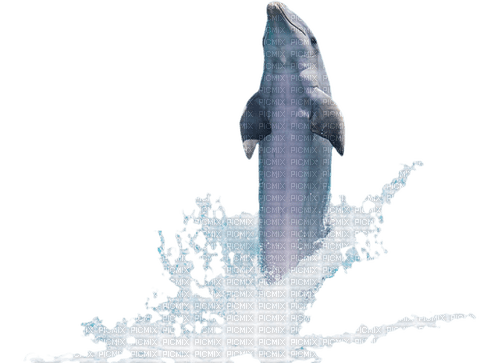 dolphin delphin dauphin sea - zdarma png