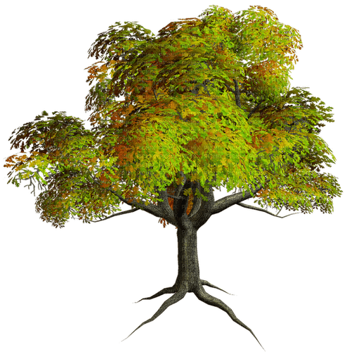 Summer/Fall Tree-RM - δωρεάν png