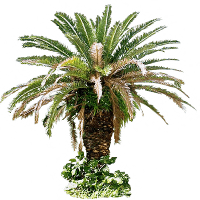 palma - ilmainen png
