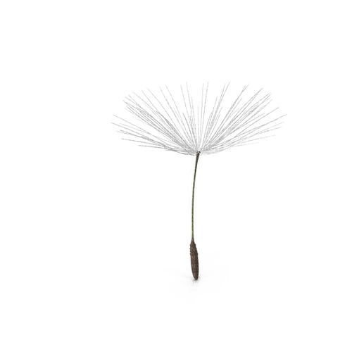 Dandelion - png grátis