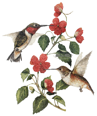 hummingbird - GIF animasi gratis