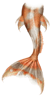 merenneito pyrstö mermaid tail - δωρεάν png