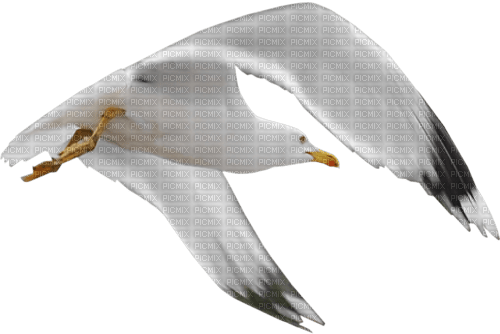 mouette - zdarma png