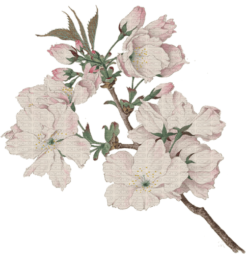 Blossom Branch - 免费PNG