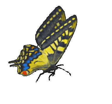 papillon - GIF เคลื่อนไหวฟรี