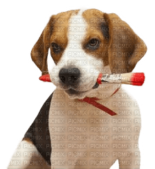 Chien.Dog.Perro.Painting.Victoriabea - png gratis