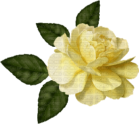 White Rose - Besplatni animirani GIF