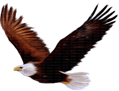 Patriotic.4th OfJuly.Scrap.Eagle - PNG gratuit