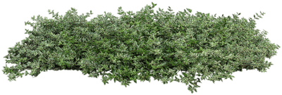 plants katrin - фрее пнг
