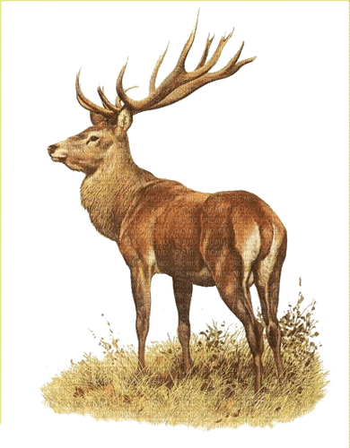 Hirsch, deer - безплатен png