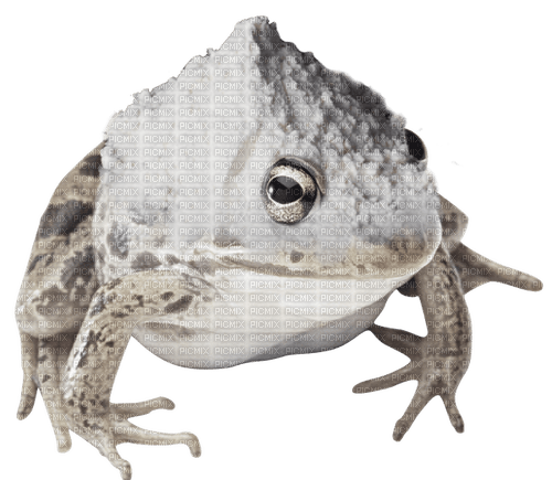 baking soda frog - PNG gratuit