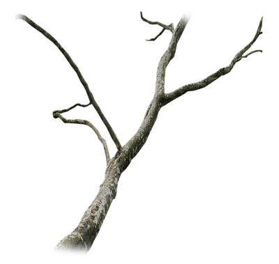branch anastasia - png grátis