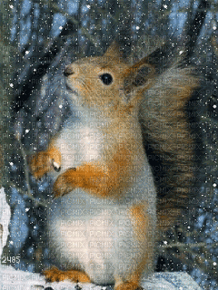 gif  esquilo inverno fundo maga - Безплатен анимиран GIF