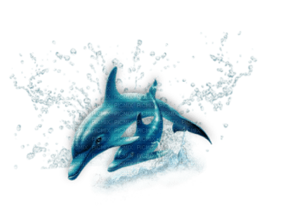 tube dauphins - Free PNG