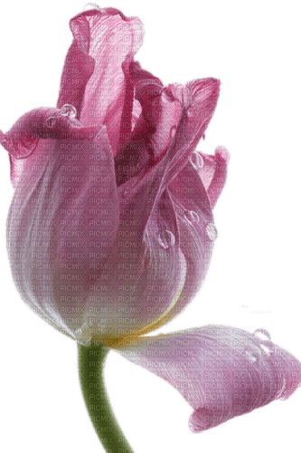 Tulpe, rosè - бесплатно png