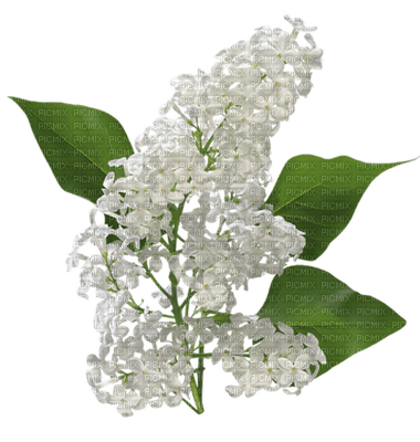 Kaz_Creations Flowers Flower - darmowe png