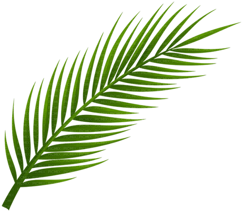 palmowy liść - Free PNG