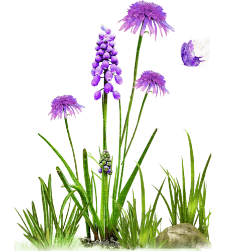 hyacinth Bb2 - kostenlos png