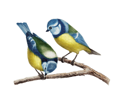 blue birds - png ฟรี