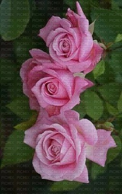 rose - 無料png