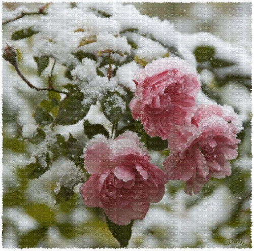 Winter Roses - Бесплатни анимирани ГИФ