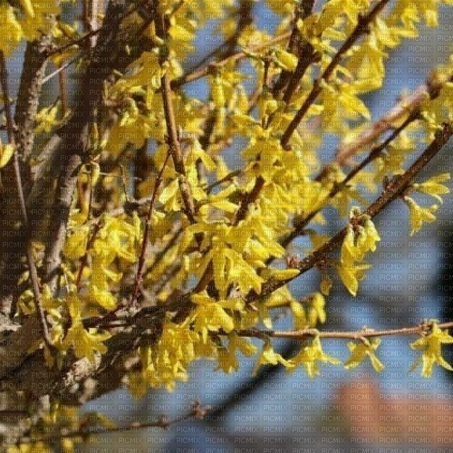 Frühling printemps spring - png gratis