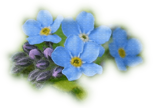 blue flowers 6 - zadarmo png