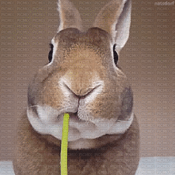Hase, Butterblume - Free animated GIF