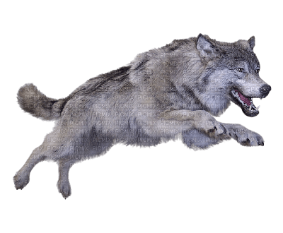 wolf - nemokama png
