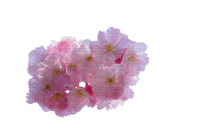 kukka fleur flower - png grátis