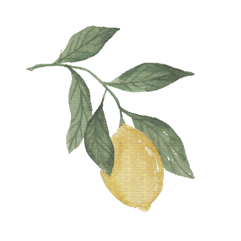 Lemon.Fruit.Citron.Branch.Victoriabea - Ingyenes animált GIF