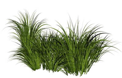 plants katrin - png gratuito