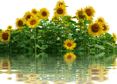 sunflowers bp - png gratis