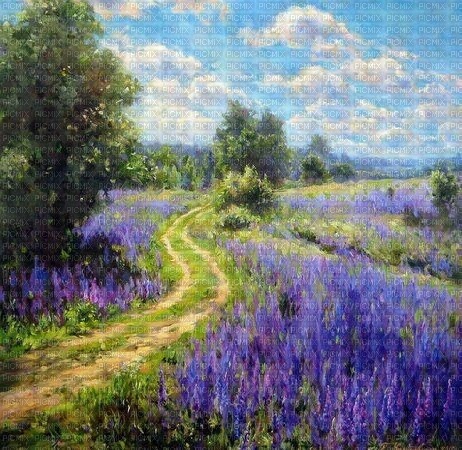 Lavendelfelder, Lavender fields, - PNG gratuit