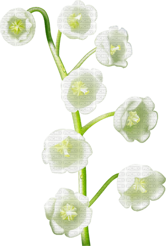 Lily of the Valley - bezmaksas png